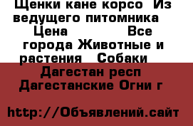 Щенки кане корсо! Из ведущего питомника! › Цена ­ 60 000 - Все города Животные и растения » Собаки   . Дагестан респ.,Дагестанские Огни г.